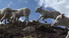 cd @ carolinedavid . studio