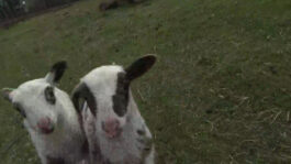 cd @ carolinedavid . studio