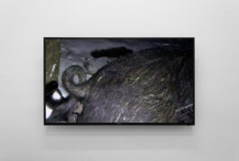 cd @ carolinedavid . studio