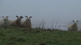 cd @ carolinedavid . studio