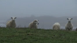 cd @ carolinedavid . studio