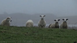 cd @ carolinedavid . studio