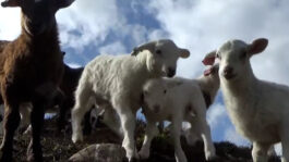 cd @ carolinedavid . studio