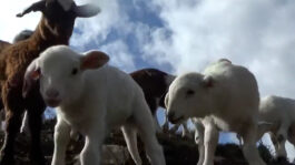 cd @ carolinedavid . studio