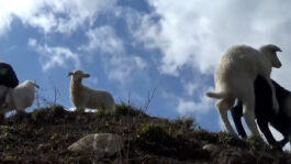 cd @ carolinedavid . studio