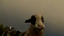 cd @ carolinedavid . studio