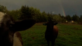 cd @ carolinedavid . studio