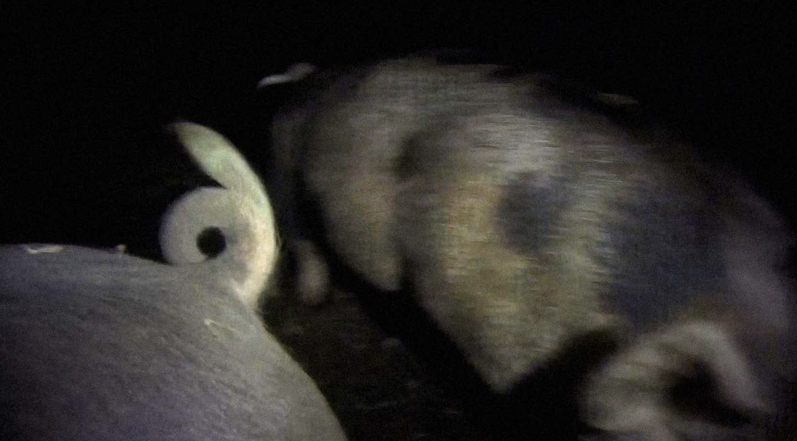 cd @ carolinedavid . studio