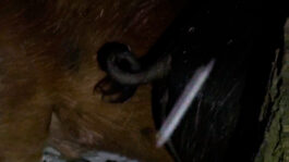 cd @ carolinedavid . studio