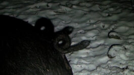 cd @ carolinedavid . studio