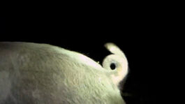 cd @ carolinedavid . studio