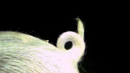 cd @ carolinedavid . studio