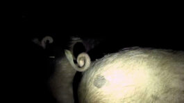 cd @ carolinedavid . studio